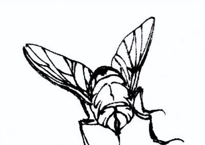 素材 | 常见草虫白描64图 - 图画吧TUHUABA