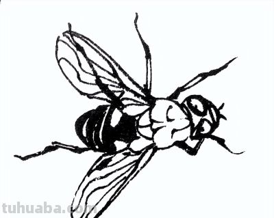 素材 | 常见草虫白描64图 - 图画吧TUHUABA