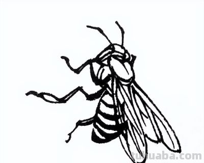 素材 | 常见草虫白描64图 - 图画吧TUHUABA