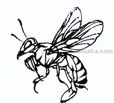 素材 | 常见草虫白描64图 - 图画吧TUHUABA