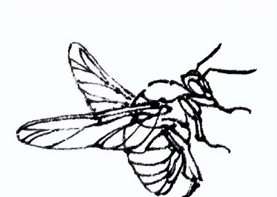 素材 | 常见草虫白描64图 - 图画吧TUHUABA