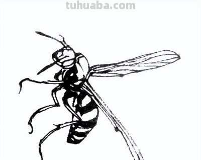 素材 | 常见草虫白描64图 - 图画吧TUHUABA