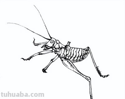 素材 | 常见草虫白描64图 - 图画吧TUHUABA
