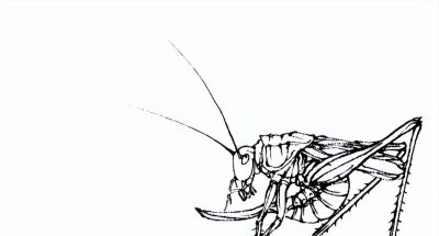 素材 | 常见草虫白描64图 - 图画吧TUHUABA