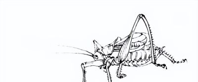 素材 | 常见草虫白描64图 - 图画吧TUHUABA