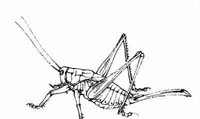素材 | 常见草虫白描64图 - 图画吧TUHUABA