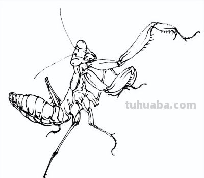 素材 | 常见草虫白描64图 - 图画吧TUHUABA