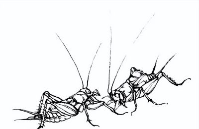 素材 | 常见草虫白描64图 - 图画吧TUHUABA