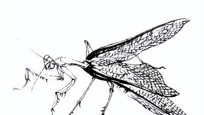 素材 | 常见草虫白描64图 - 图画吧TUHUABA