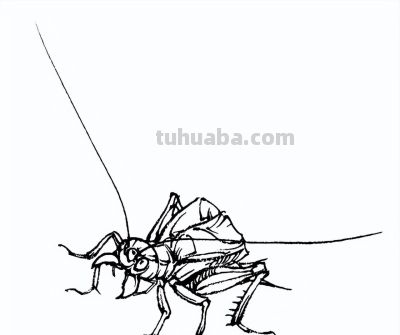 素材 | 常见草虫白描64图 - 图画吧TUHUABA