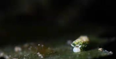 罕见“海底小羊”现身三亚！小精灵印证绝美海洋生态 - 图画吧TUHUABA