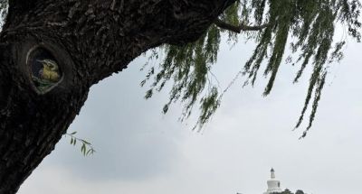 北京多个公园内出现“树洞画”,会伤树吗;园林专家释疑 - 今日头条 北京多个公园内出现“树洞画”,会伤树吗;园林专家释疑 - 图画吧TUHUABA