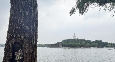 北京多个公园内出现“树洞画”,会伤树吗;园林专家释疑 - 今日头条 北京多个公园内出现“树洞画”,会伤树吗;园林专家释疑 - 图画吧TUHUABA