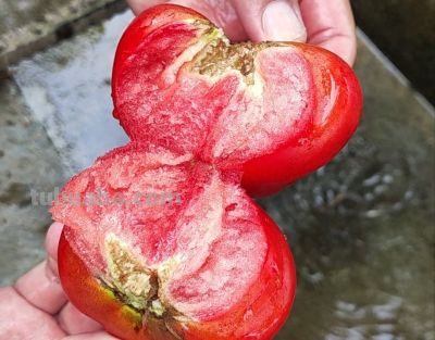 家庭种植西红柿在结果期枯萎死秧？就两个关键点 - 图画吧TUHUABA