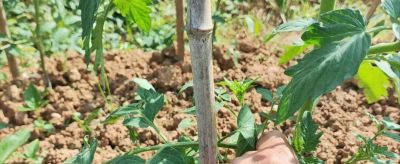 家庭种植西红柿在结果期枯萎死秧？就两个关键点 - 图画吧TUHUABA