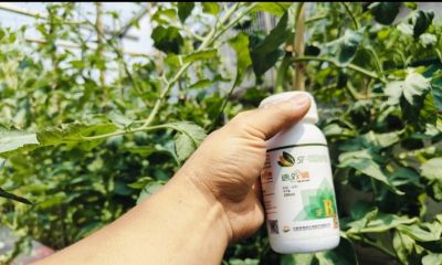 这2种肥料90%种菜人在用！但家庭种植真的不需要 - 图画吧TUHUABA