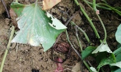 红薯追肥最佳时间与方法，家庭种植一看就会 - 图画吧TUHUABA