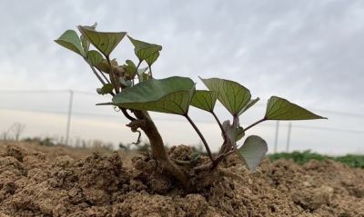红薯追肥最佳时间与方法，家庭种植一看就会 - 图画吧TUHUABA
