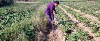 红薯追肥最佳时间与方法，家庭种植一看就会 - 图画吧TUHUABA