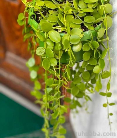 7种很可爱的垂盆多肉植物，春暖后就可以入手，适合新手 - 图画吧TUHUABA