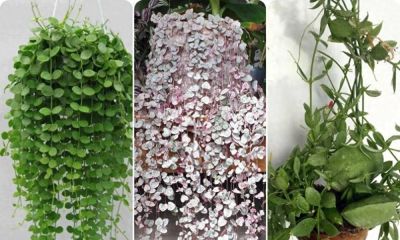 7种很可爱的垂盆多肉植物，春暖后就可以入手，适合新手 - 今日头条