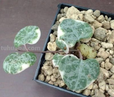 7种很可爱的垂盆多肉植物，春暖后就可以入手，适合新手 - 图画吧TUHUABA