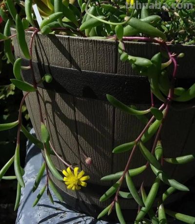 7种很可爱的垂盆多肉植物，春暖后就可以入手，适合新手 - 图画吧TUHUABA