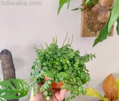 7种很可爱的垂盆多肉植物，春暖后就可以入手，适合新手 - 图画吧TUHUABA