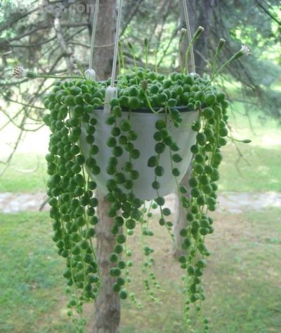 7种很可爱的垂盆多肉植物，春暖后就可以入手，适合新手 - 图画吧TUHUABA