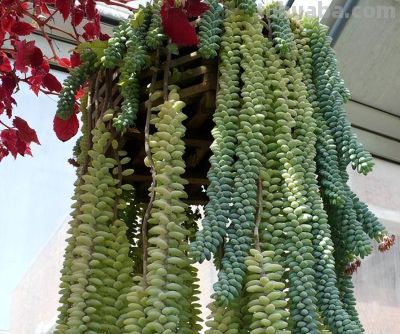 很强悍的5种多肉，不惧高温，夏天“嗖嗖长”，有的还能开花 - 图画吧TUHUABA