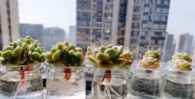 多肉养活难？试试这套水培思路，意外简单有效！ - 图画吧TUHUABA