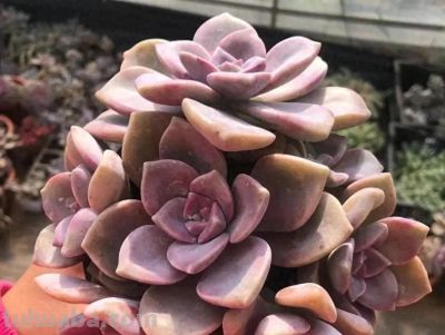 新手小白买多肉，买盆紫乐，经久不衰，夏天35度都不怕！ - 图画吧TUHUABA