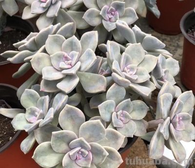 新手小白买多肉，买盆紫乐，经久不衰，夏天35度都不怕！ - 图画吧TUHUABA