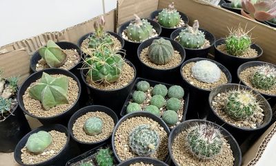 仙人球界的“8大劳模”，好养又超能“生崽”，花期长还量大 - 图画吧TUHUABA