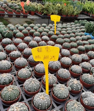 仙人球界的“8大劳模”，好养又超能“生崽”，花期长还量大 - 图画吧TUHUABA