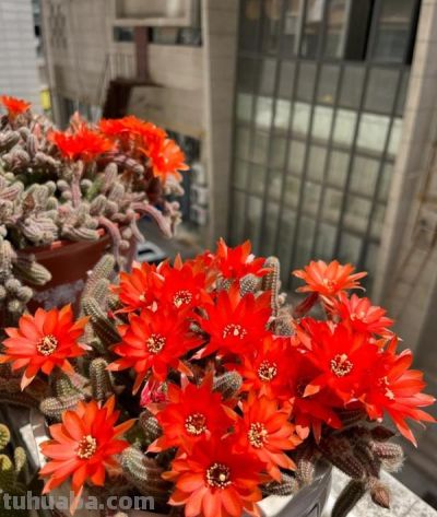 仙人球界的“8大劳模”，好养又超能“生崽”，花期长还量大 - 图画吧TUHUABA