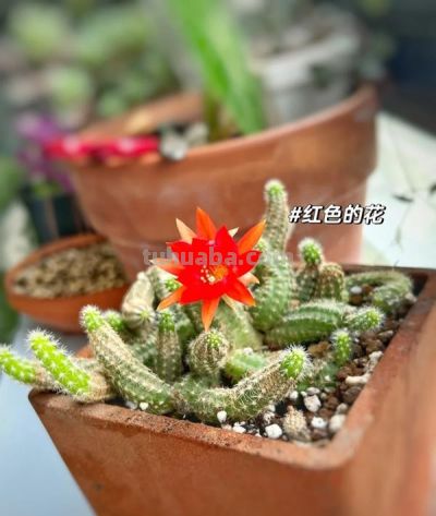 仙人球界的“8大劳模”，好养又超能“生崽”，花期长还量大 - 图画吧TUHUABA