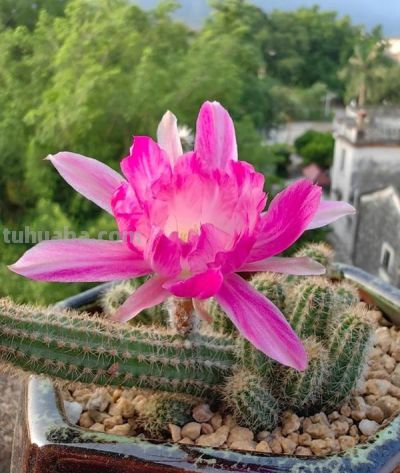 仙人球界的“8大劳模”，好养又超能“生崽”，花期长还量大 - 图画吧TUHUABA