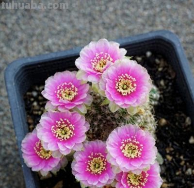 仙人球界的“开花劳模”，小球就开花，一年开三季？颜值高又好养 - 今日头条