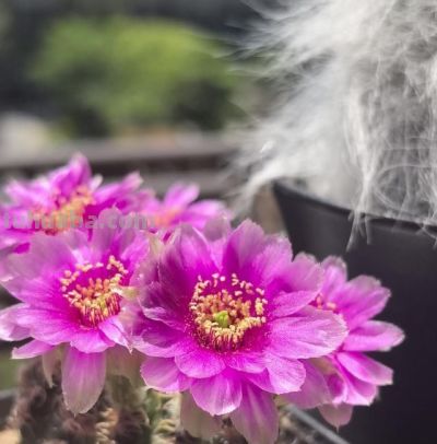 仙人球界的“开花劳模”，小球就开花，一年开三季？颜值高又好养 - 图画吧TUHUABA
