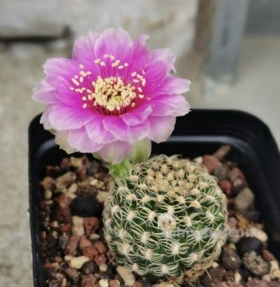仙人球界的“开花劳模”，小球就开花，一年开三季？颜值高又好养 - 图画吧TUHUABA