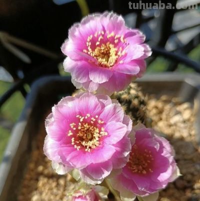 仙人球界的“开花劳模”，小球就开花，一年开三季？颜值高又好养 - 图画吧TUHUABA