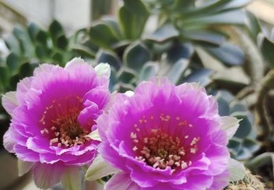 仙人球界的“开花劳模”，小球就开花，一年开三季？颜值高又好养 - 图画吧TUHUABA