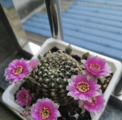 仙人球界的“开花劳模”，小球就开花，一年开三季？颜值高又好养 - 图画吧TUHUABA