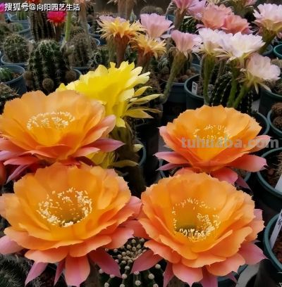 多肉难养？不如养仙人球，皮实好养，夏天还能开小花！ - 图画吧TUHUABA