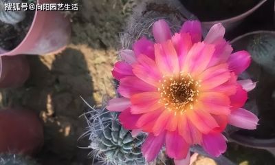 多肉难养？不如养仙人球，皮实好养，夏天还能开小花！ - 图画吧TUHUABA