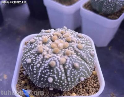 多肉难养？不如养仙人球，皮实好养，夏天还能开小花！ - 图画吧TUHUABA