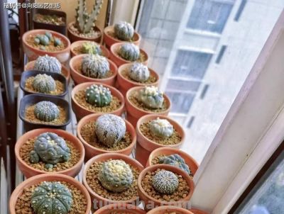 多肉难养？不如养仙人球，皮实好养，夏天还能开小花！ - 图画吧TUHUABA