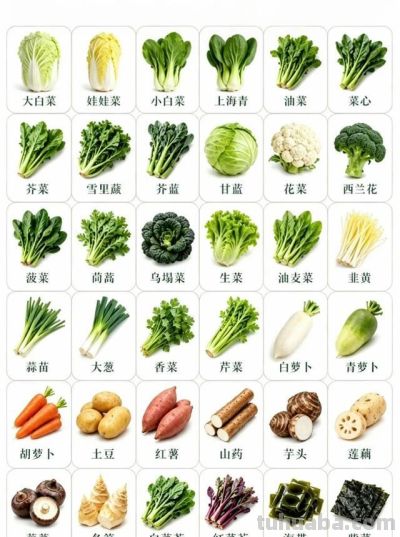 一张图搞定全年买菜！每个季节应季蔬菜清单，买菜前看3秒就够了 - 图画吧TUHUABA