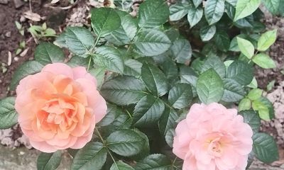 师者素描 - 今日头条 师者素描 - 图画吧TUHUABA